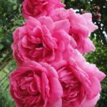 Klimroos Rosa Parade in 4 liter pot