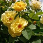 R Golden Gate kale wortel