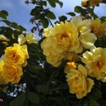 R Golden Gate kale wortel