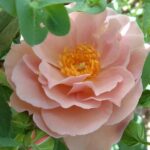 R Lavender Pinocchio kale wortel