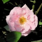 R Kathleen Harrop in 4 liter pot