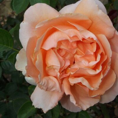 Rosa Abbaye de Cluny in 4 liter pot