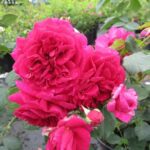 Rosa Auswen kale wortel