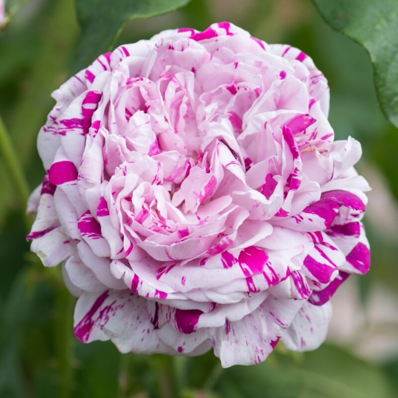 Rosa Variegata di Bologna in 4 liter pot