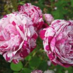 Rosa Variegata di Bologna in 4 liter pot