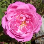 Rosa Mrs John Laing in 4 liter pot