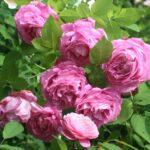 Rosa Mrs John Laing in 4 liter pot
