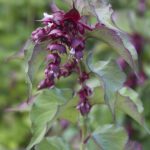 Leycesteria formosa