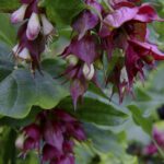 Leycesteria formosa