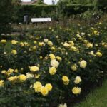 Rosa Lichtkönigin Lucia in 4 liter pot