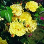 Rosa Lichtkönigin Lucia in 4 liter pot