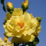 Rosa Lichtkönigin Lucia in 4 liter pot