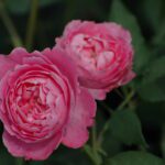 Rosa La Reine Victoria in 4 litter pot