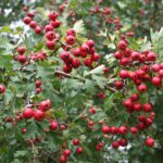 10x Crataegus monogyna 80 120 cm (per 10)