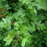 10x Crataegus monogyna 80 120 cm (per 10)