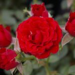 R Scarlet Hit kale wortel