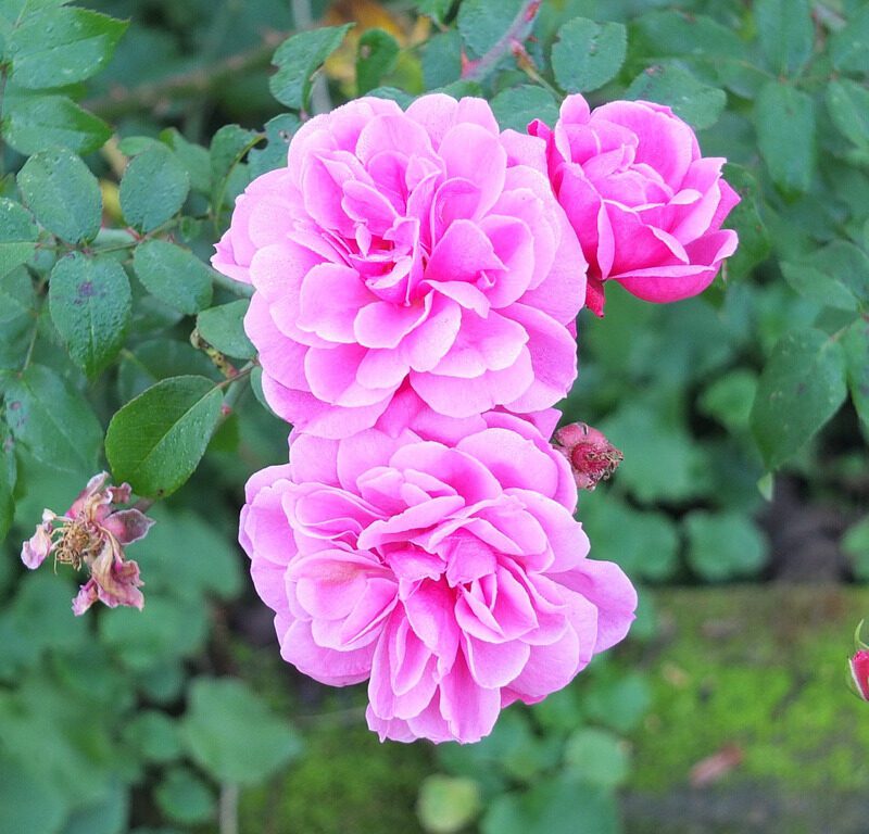 Rosa Medusa stamroos 90/100 cm kale wortel