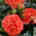 Rosa Orangerie in 4 liter pot