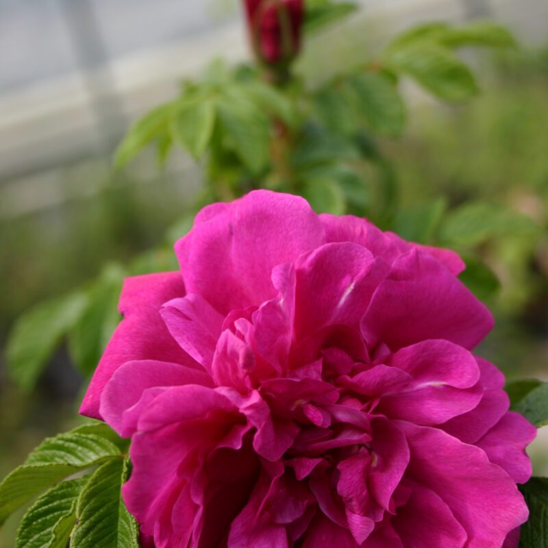 Rosa Rugosa Hansa 4 liter pot