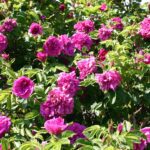 Rosa Rugosa Hansa 4 liter pot