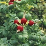 Rosa Rugosa Hansa 4 liter pot