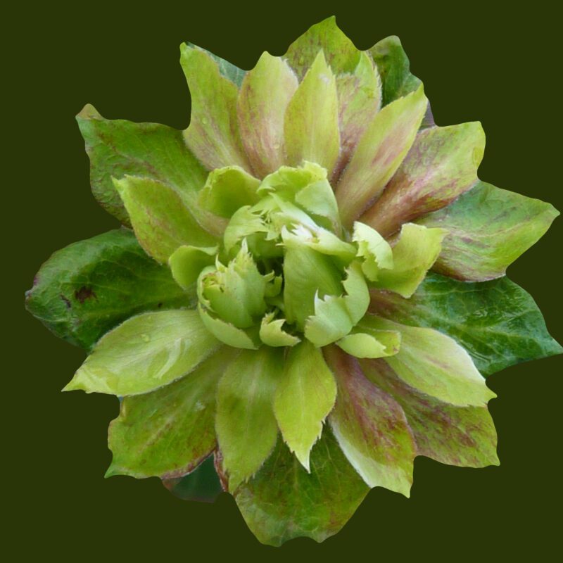 R Viridiflora kale wortel