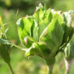 R Viridiflora kale wortel