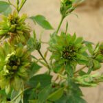 R Viridiflora kale wortel