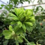 R Viridiflora kale wortel