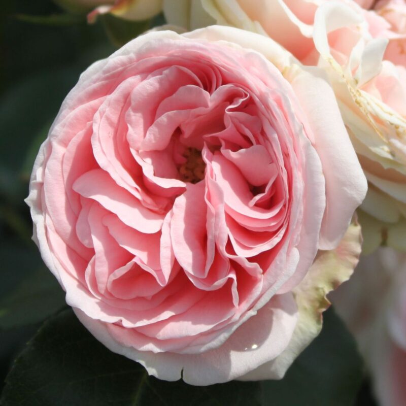 R Giardina kale wortel