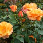 R Metanoia kale wortel