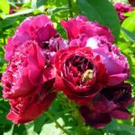 R Baron Girod de l'Ain in pot