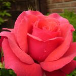 Rosa Duftwolke in 4 liter pot.