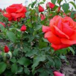 Rosa Duftwolke in 4 liter pot.