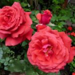 Rosa Duftwolke in 4 liter pot.