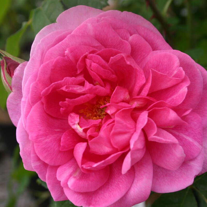 Rosa Ausbord stam 110 cm kale wortel