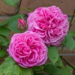 Rosa Ausbord stam 110 cm kale wortel