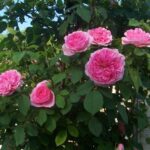 Rosa Ausbord stam 110 cm kale wortel