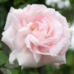 Rosa New Dawn stamroos 100/110 cm kale wortel