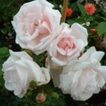 Rosa New Dawn stamroos 100/110 cm kale wortel