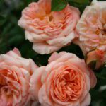 3x R Sweet Dream in pot