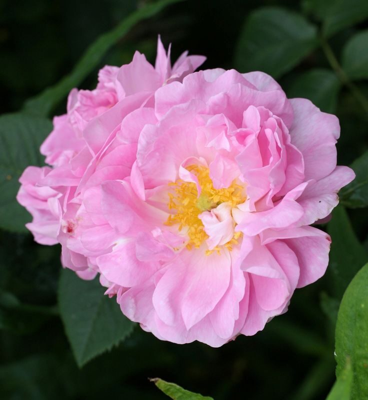 Rosa Celsiana in 4 liter pot