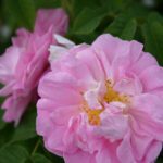 Rosa Celsiana in 4 liter pot