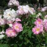 Rosa Celsiana in 4 liter pot