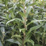 Sarcocca humilis 'winter gem'