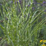 10x Miscanthus sinensis Zebrinus (per 10)