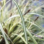 10x Carex oshimensis Evergold (zegge) (per 10)