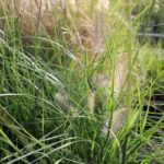 Pennisetum Alopecuroides