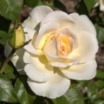 Rosa Auckland Metro stamroos 110 cm in pot