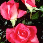 Rosa Ladylike stamroos 90/100 cm kale wortel